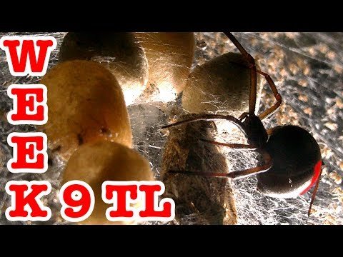 Redback Spider 1000 Scary Cute Spiderling Week 9 Time Lapse