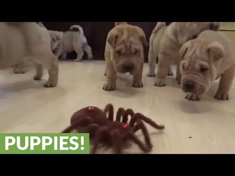 Shar Pei puppies take on robot spider