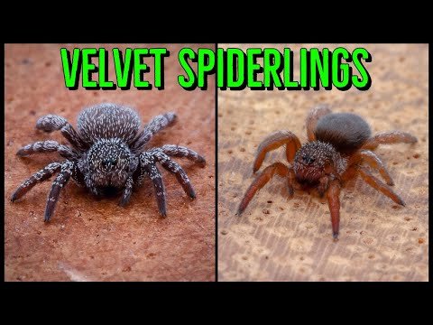 NEW Velvet Spiders & A. johnnycashi UNBOXING!