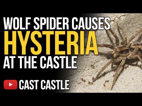Wolf Spider Causes HYSTERIA At The Cast Castle