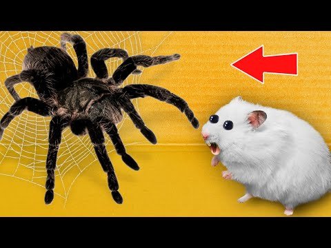 🕷Black Spider – Hamster Maze with Traps 😱 [OBSTACLE COURSE]
