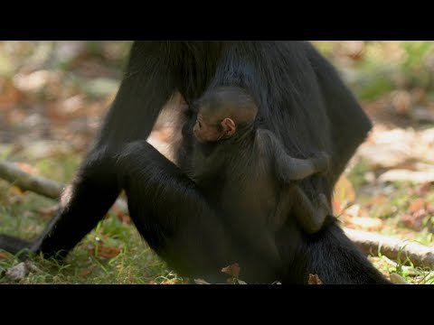 Birth of Colombian Spider Monkey Is Win for Breeding Program