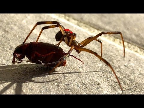 Small Redback Spider Catches Black Beetle EDUCATIONAL VIDEO