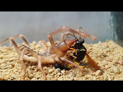 Camel spider VS Hawk wasp(Spider hunter)