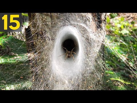 15 COOL SPIDER WEBS
