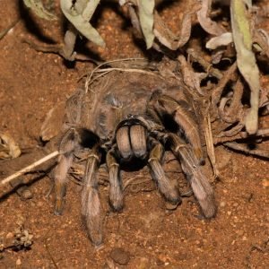 The golden brown baboon spider Augacephalus junodi in nature - South Africa