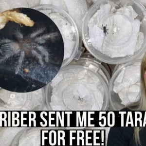 A SUBSCRIBER SENT ME 50 TARANTULAS FOR FREE! (Tliltocatl Albopilosus/Curly Hair tarantula)