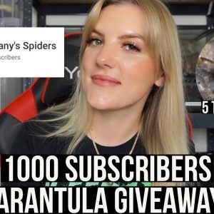 1000 SUBSCRIBERS TARANTULA GIVEAWAY!