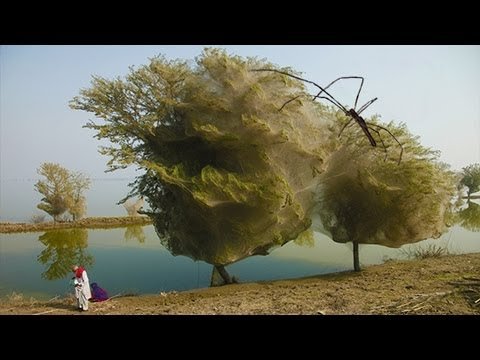 STRANGE SPIDER TREES