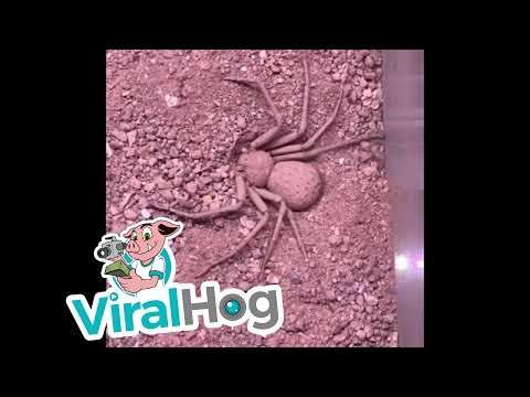 Six-Eyed Sand Spider Buries Herself || ViralHog