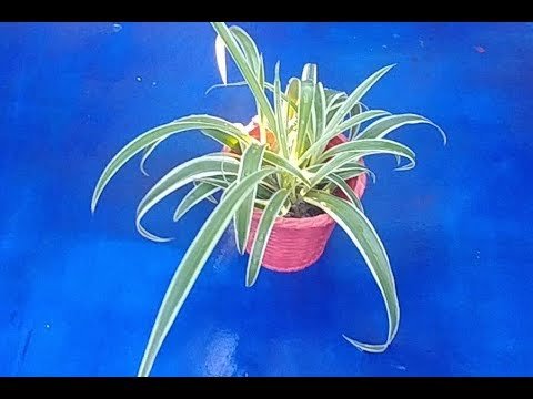 How To Grow Spider Plants In Water – Part 1 (with actual results)