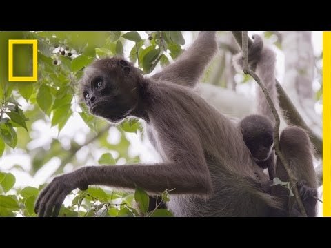 Swing Through the Trees With Amazing Spider Monkeys | National Geographic