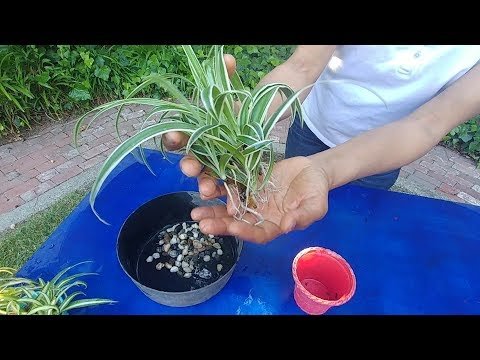 How To Grow Spider Plants In Water – Part 2 (with actual results)