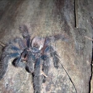 Avicularia avicularia from Peru in the wild