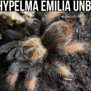 BRACHYPELMA EMILIA UNBOXING (Mexican Red Leg tarantula)
