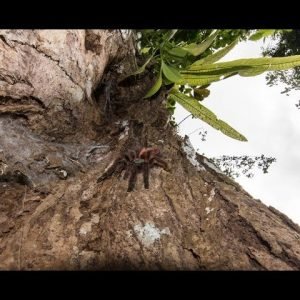 Caribena versicolor in nature ( Martinique )