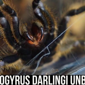 CERATOGYRUS DARLINGI PAIR UNBOXING (Rear Horned Baboon tarantula)