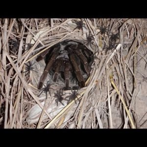 Cyriopagopus ( ex Haplopelma ) longipes in Nature / Thailand