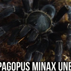 CYRIOPAGOPUS MINAX UNBOXING (Thailand Black tarantula)