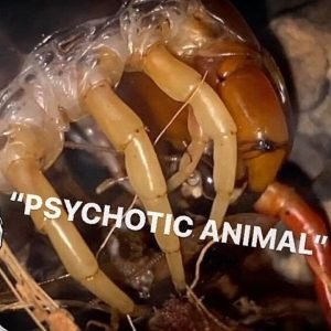 FEEDING my GIANT CENTIPEDE ~ “Psychotic animal” !!!