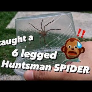 I got a new 6-legged HUNTSMAN SPIDER !!!