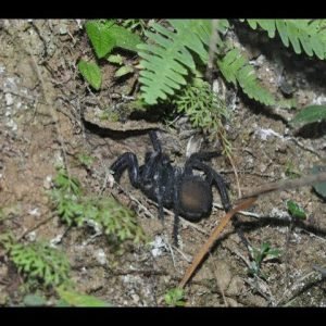 Finding the Malaysian Trapdoor Spider Liphistius malayanus in Nature –  HD with slow motion