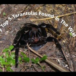 My Top 5 Tarantulas Found In The Wild