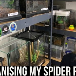 ORGANISING MY SPIDER ROOM