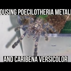 REHOUSING 2 POECILOTHERIA METALLICAS AND 1 CARIBENA VERSICOLOR