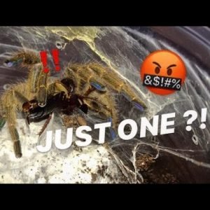 Tarantula Feeding Video #28 ~ Sorry I was brutal, Roaches :(