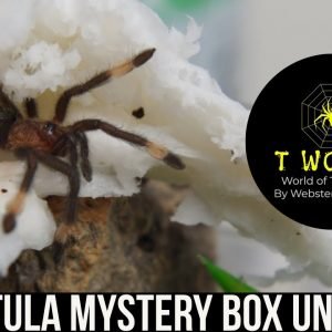 TARANTULA MYSTERY BOX UNBOXING- WEBSTER WEBB T WORLD