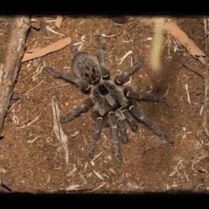 The horned baboon spider Ceratogyrus darlingi in nature