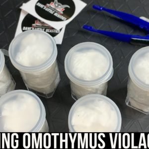 UNBOXING OMOTHYMUS VIOLACEOPES FROM DAVES LITTLE BEASTIES (Singapore Blue tarantula)