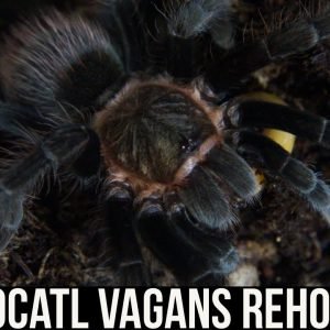 TLILTOCATL VAGANS REHOUSING (Mexican Red Rump tarantula)