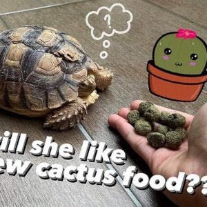 Tortoise reaction to Cactus Food ~ Cuteee 🌵🐢