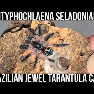 TYPHOCHLAENA SELADONIA REHOUSING & CARE (Brazilian Jewel tarantula)