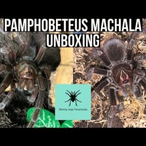 UNBOXING A PAMPHOBETEUS MACHALA PAIR FROM SKINNY LEGS TARANTULAS