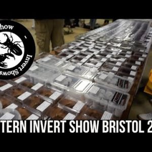 WESTERN INVERT SHOW BRISTOL 2021 VLOG