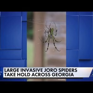 East Asian Joro spider invades Georgia, but venom is not dangerous