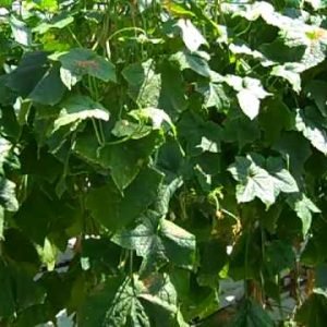 Cucumber plants attacked by spider mites
