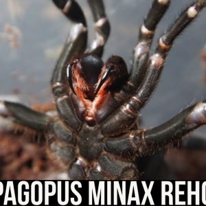 CYRIOPAGOPUS MINAX REHOUSING (Thailand Black tarantula)