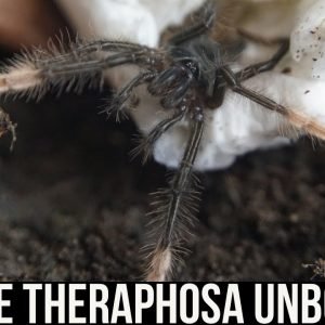 TRIPLE THERAPHOSA UNBOXING STRIMI/BLONDI/APOPHYSIS (Goliath birdeater tarantulas)