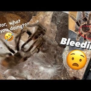 Funniest, yet most Inappropriate Tarantula Mating Video ~ MR. FEET RETURNS !!!