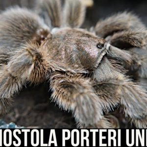 GRAMMOSTOLA PORTERI UNBOXING (Chilean Rose Hair tarantula)