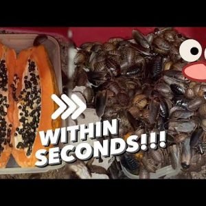 HOW LONG for COCKROACHES to detect PAPAYA?!! ~ Well, INSTANTLY.