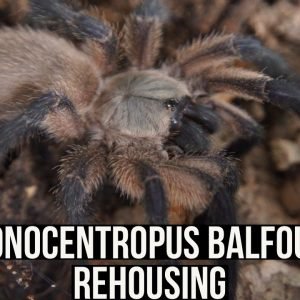 MONOCENTROPUS BALFOURI REHOUSING (Socotra Island Blue Baboon tarantula)