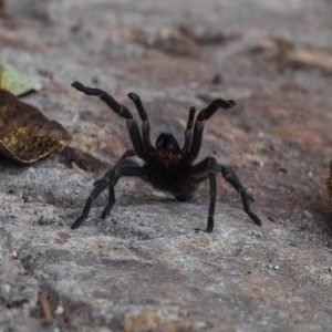 *NEW* The European Tarantula - Chaetopelma olivaceum [Extended Version]