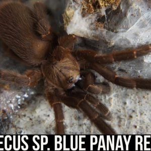 ORPHNAECUS SP. BLUE PANAY TARANTULA REHOUSING (Panay Blue Earth Tiger)