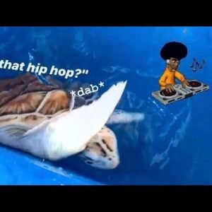 SEA TURTLES swim and “Dance” to HIP HOP ~ Such PRECIOUS creatures !!!