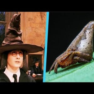 The Sorting Hat Spider – Animal of the Week